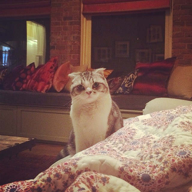 Photos From Taylor Swift Is Obsessed With Cats E Online